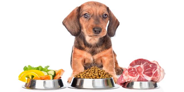 Keeping Your Dachshund Healthy: A Guide to Their Diet