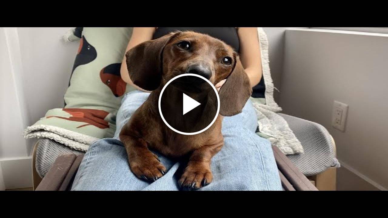 Mini dachshund getting tricked (dog pranks)