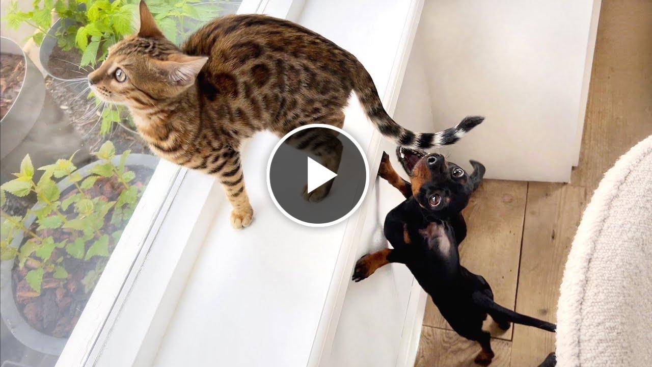 Bengal kitten & Mini Dachshunds together for the first time.