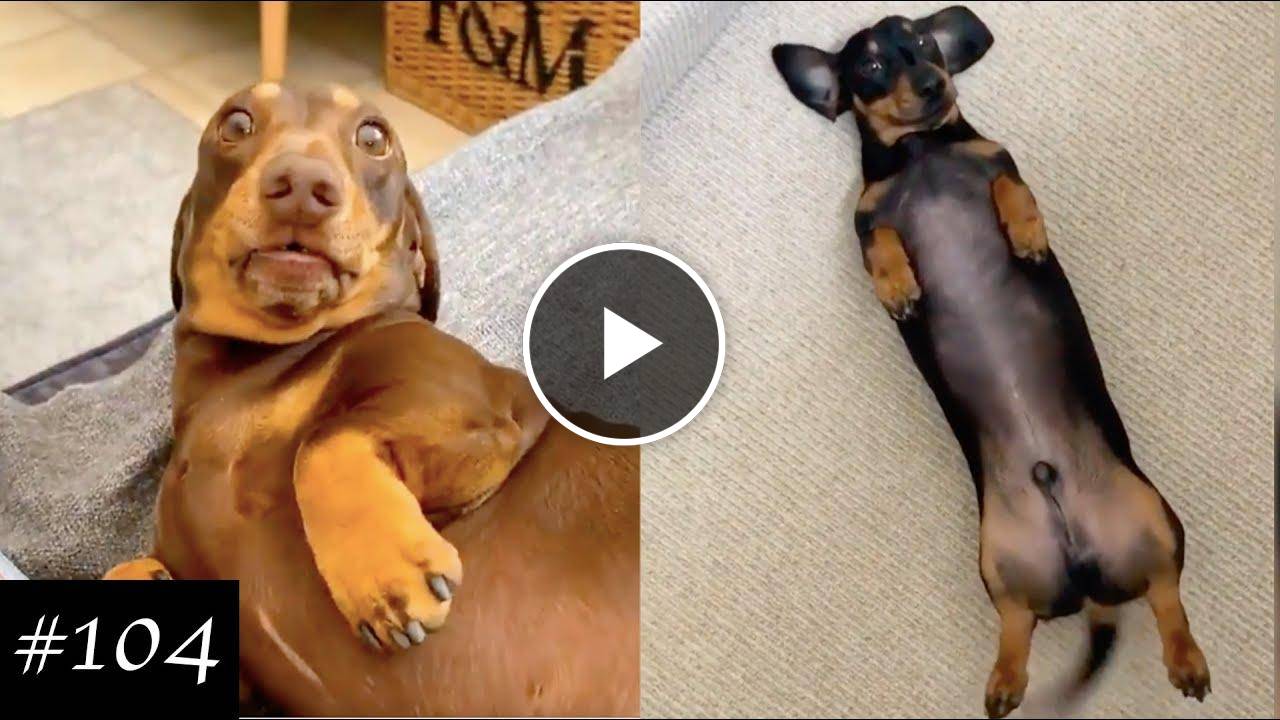 Dachshund Compilation - Funny And Cute Videos
