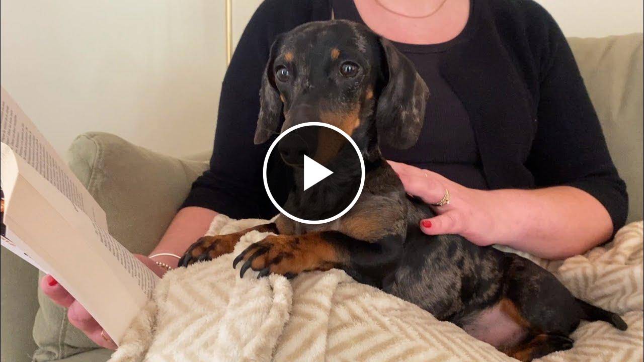 MINI DACHSHUND NEEDS ALL THE ATTENTION !