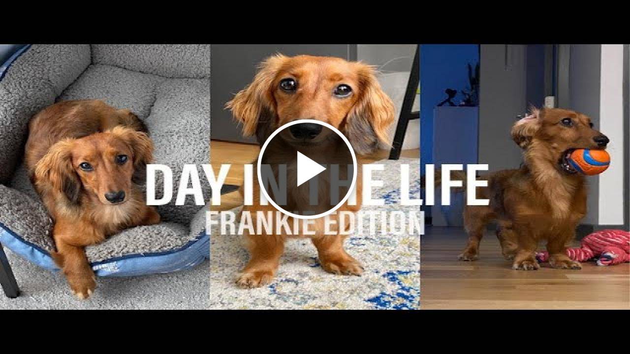 Day In The Life Of My Mini Dachshund!