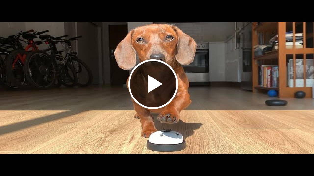 Teaching a mini dachshund new tricks