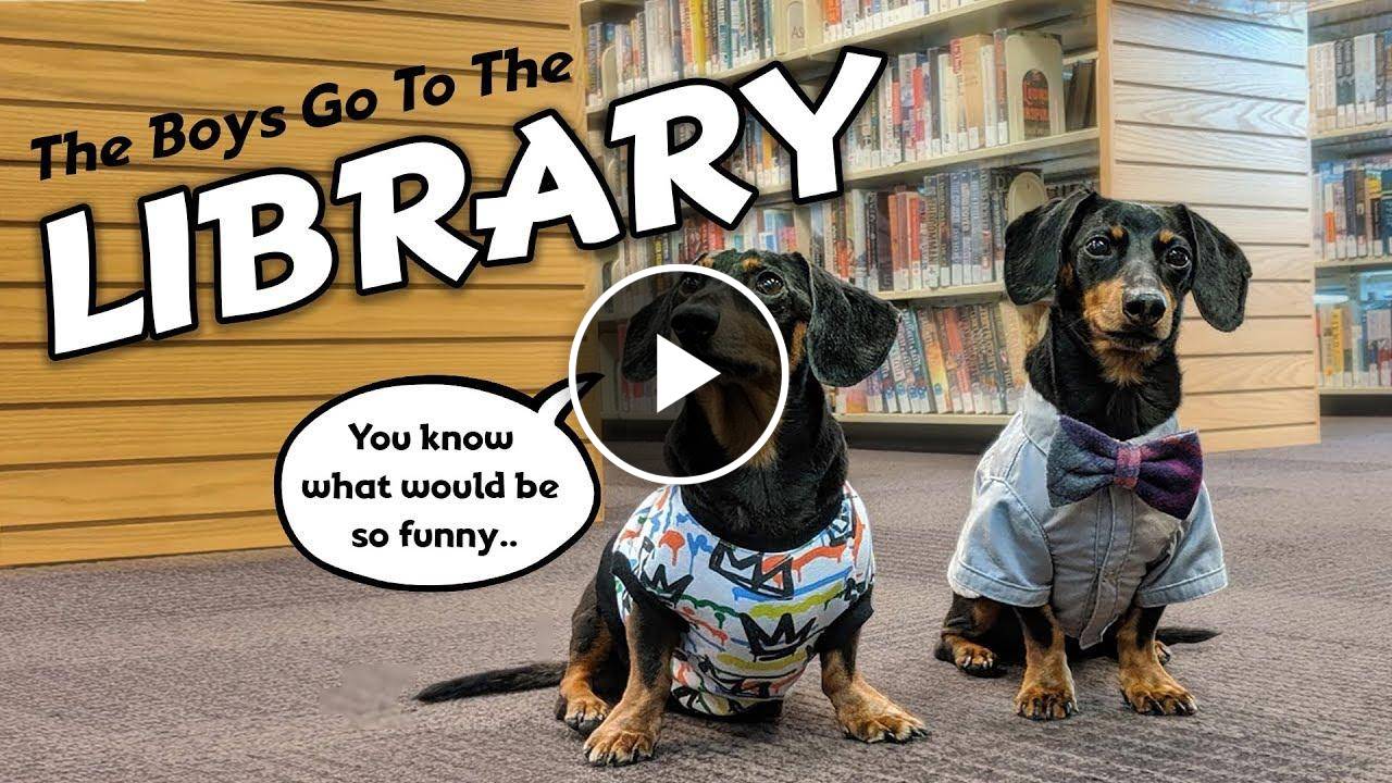 The Dogs Go to The Library! - Cute & Funny Dachshund Video!