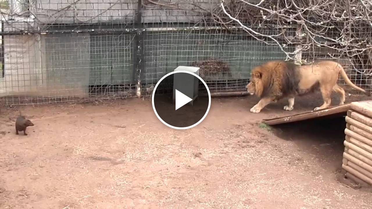 Bonedigger the Lion Playing With His Dogs