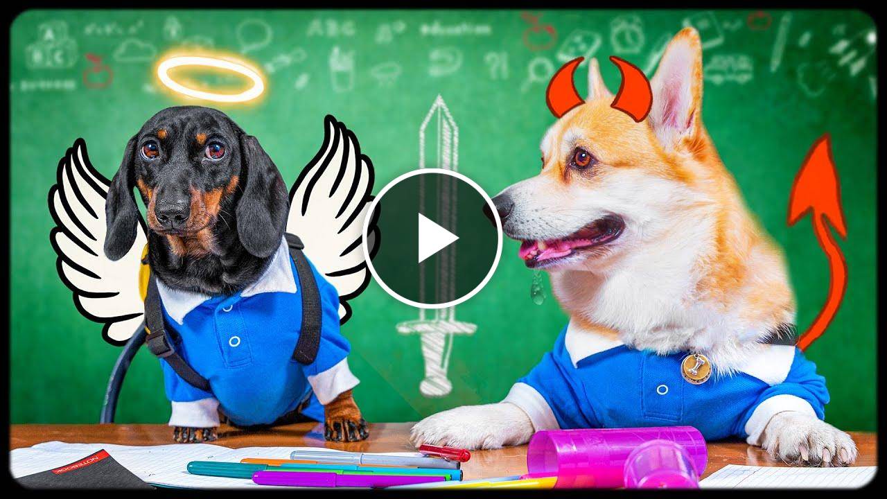 Transfer Student! Cute & funny dachshund & corgi dog video!