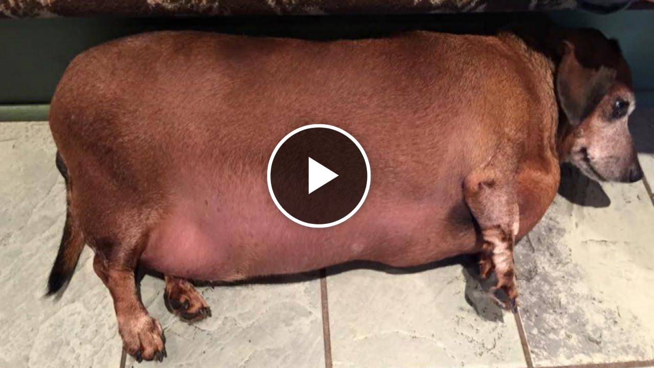 After Years of Eating Fast Food, Rescued Obese Daschund is Losing Weight