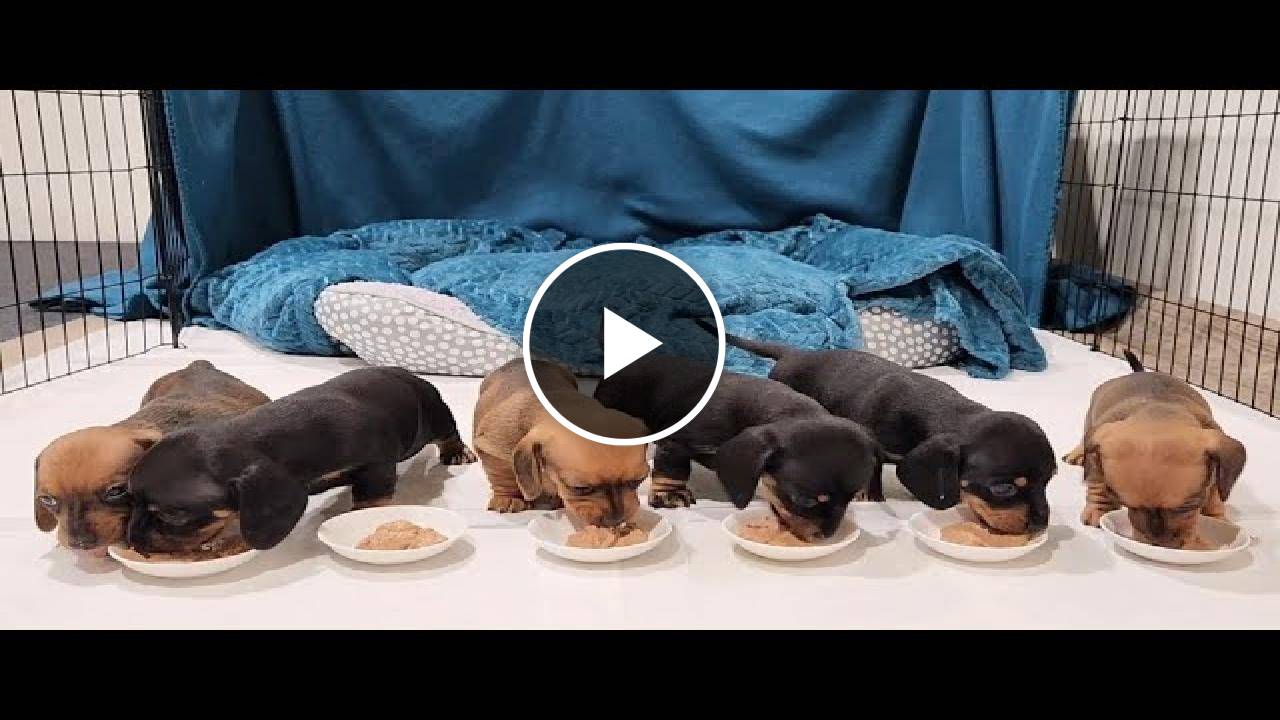 Puppies first meal | Mini dachshund puppies 4 weeks old